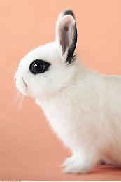 《刺客信条：影》Steam日文页面改动 弥助不再被称为武士